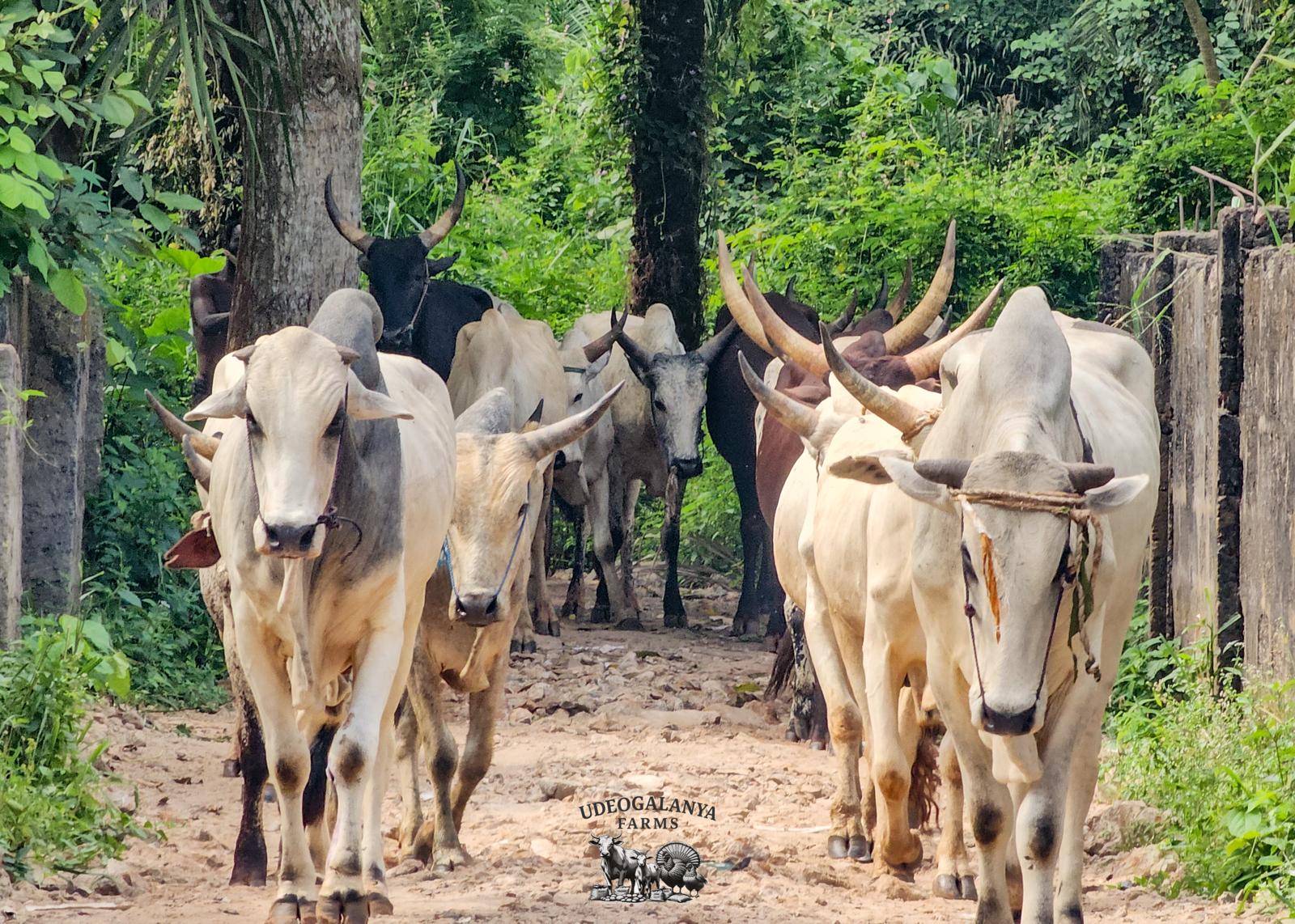 How to place your order